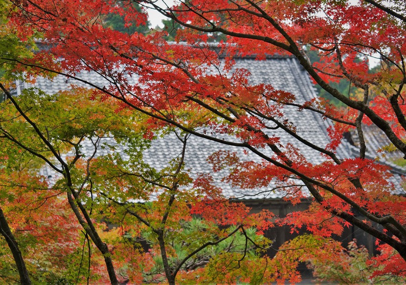 kyoto-autumnfoliage.jpg